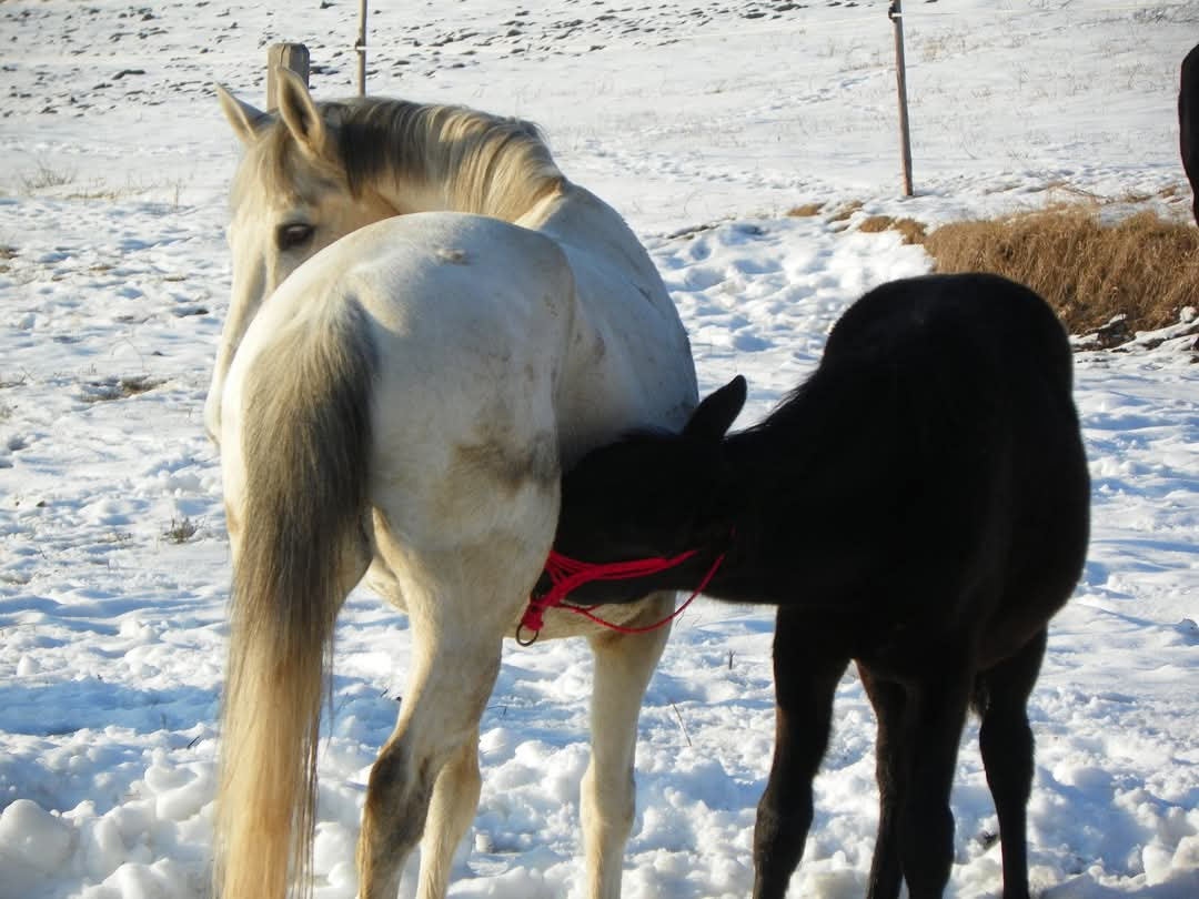 Ghid Equitana: Alimentația corectă a calului – Fundamentul sănătății și performanței