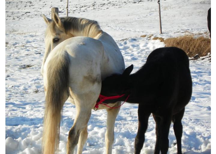 Ghid Equitana: Alimentația corectă a calului – Fundamentul sănătății și performanței