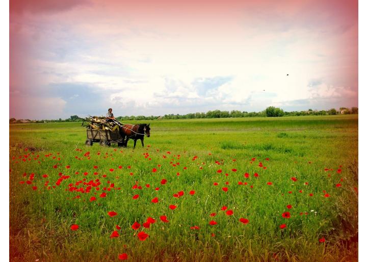 Program magazin Equitana de Rusalii