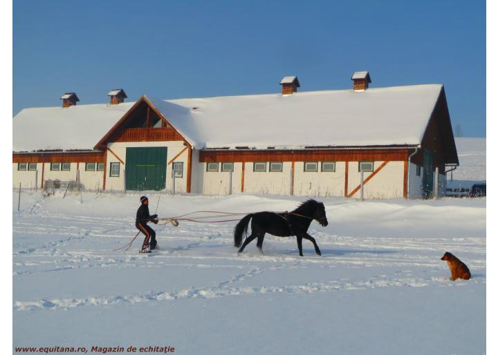 Sesiuni de “mângâiere a cailor” si Skijoring, Clubul Kavalliera din Jud. Harghita