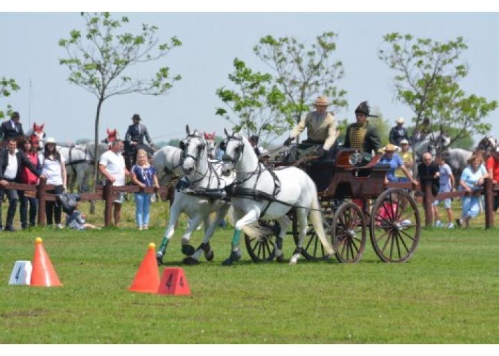 Campionatul Naţional de Atelaje cu doi cai, Etapa a II-a