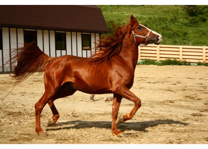 Curs de monitori la Centrul de Echitație Napoca Sport Horse, județul Cluj