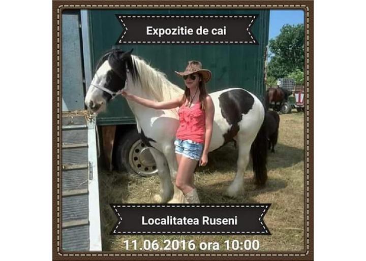 Expoziție de cai, localitatea Ruseni, Satu-Mare